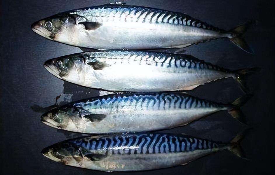 中国最贵的八种鱼（国内最贵的鱼是什么鱼）-米圈号