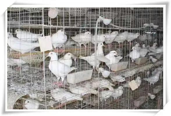 肉鸽养殖成本与利润（养殖肉鸽前景怎么样）-米圈号