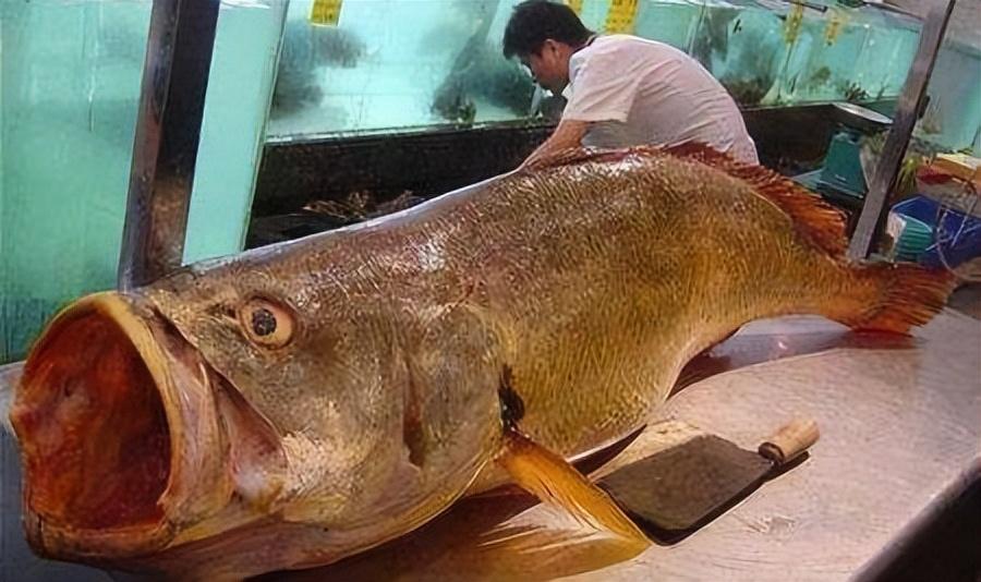中国最贵的八种鱼（国内最贵的鱼是什么鱼）-米圈号