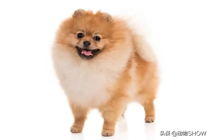 十大最小的狗排名（世界上十大最小的犬种）-米圈号