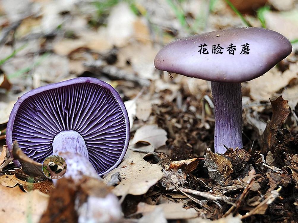 常吃的20种蘑菇的种类（图片和名称大全）-米圈号