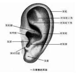 耳朵长痣代表什么（耳朵长痣的位置图解）-米圈号