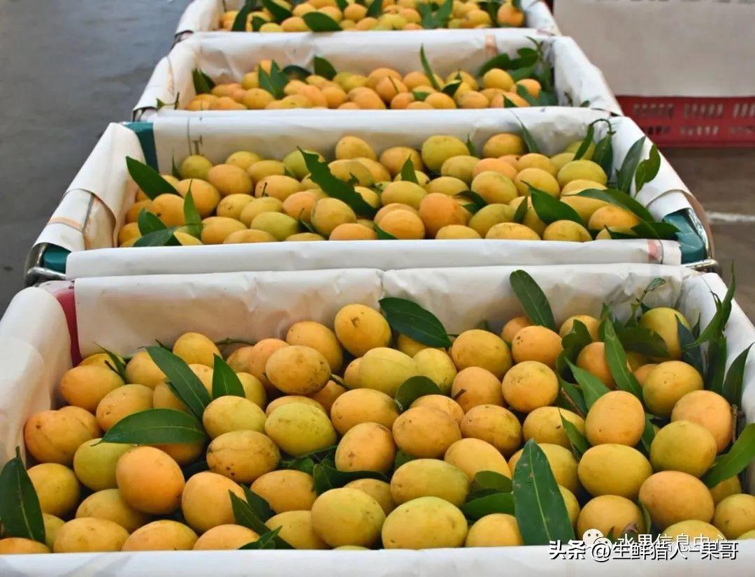 榴莲一手货源去哪里进货（东南亚最大的水果批发市场在哪里）-米圈号
