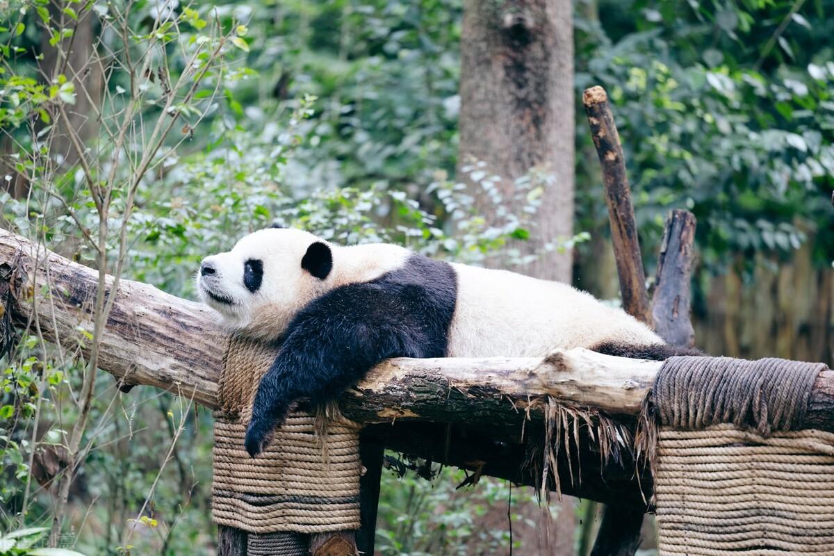 大熊猫为什么被视为中国国宝（大熊猫作为中国国宝的原因）-米圈号