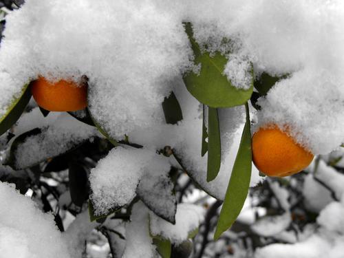 橘子的寓意及象征意义（橘子为什么代表暗恋）-米圈号