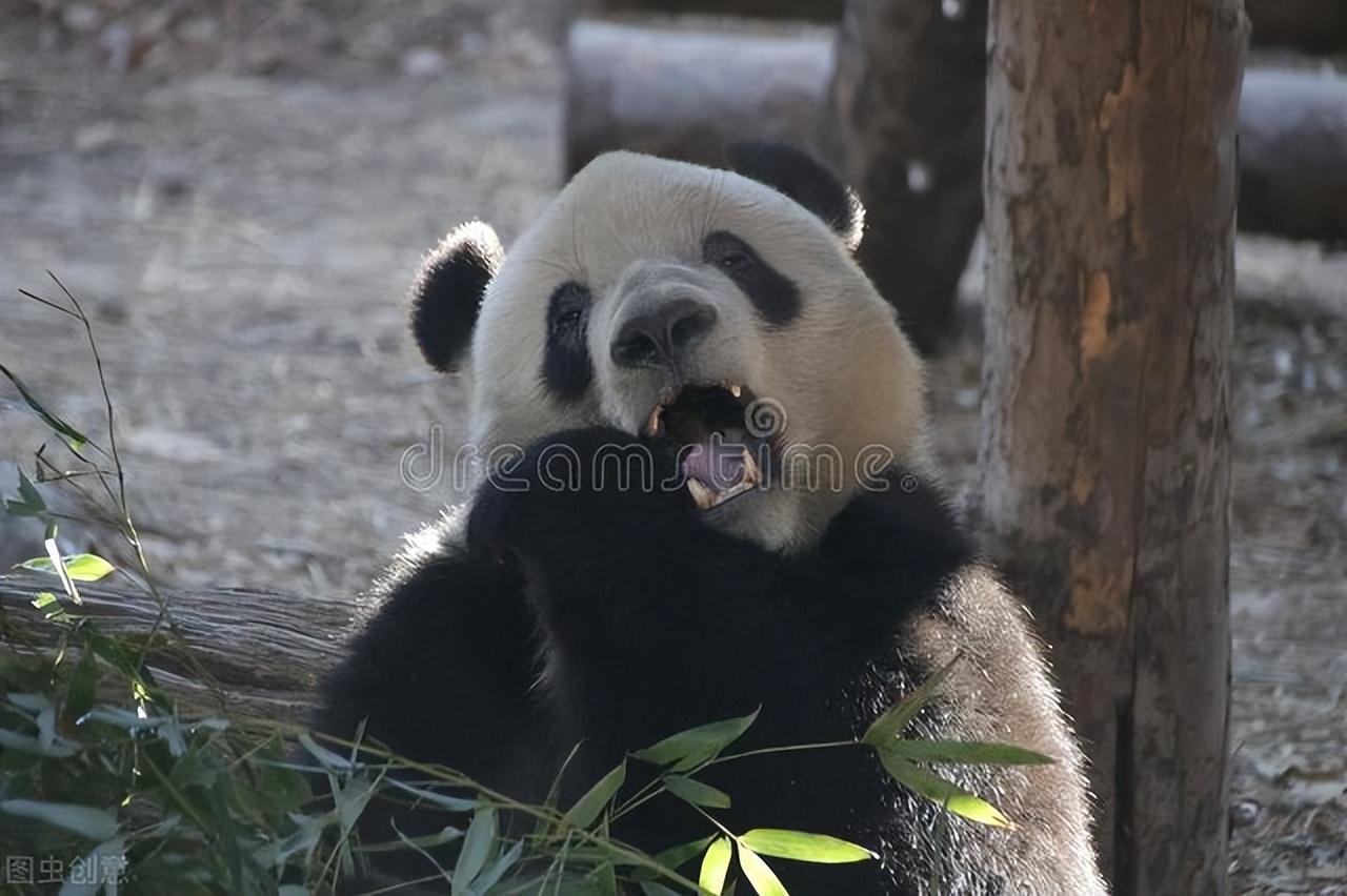 大熊猫为什么被视为中国国宝（大熊猫作为中国国宝的原因）-米圈号