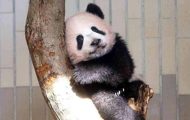 大熊猫为什么有黑眼圈（大熊猫黑眼圈的来历）-米圈号