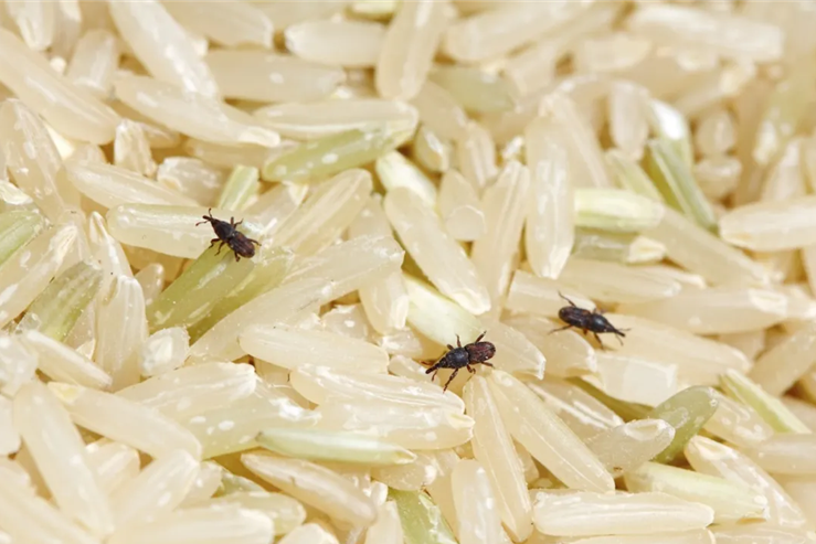 怎么消灭房间里的米虫（教你去除米虫最好的办法）-米圈号