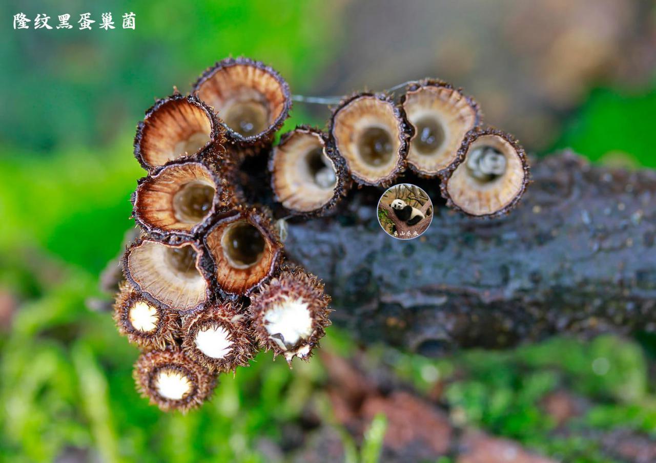 常吃的20种蘑菇的种类（图片和名称大全）-米圈号