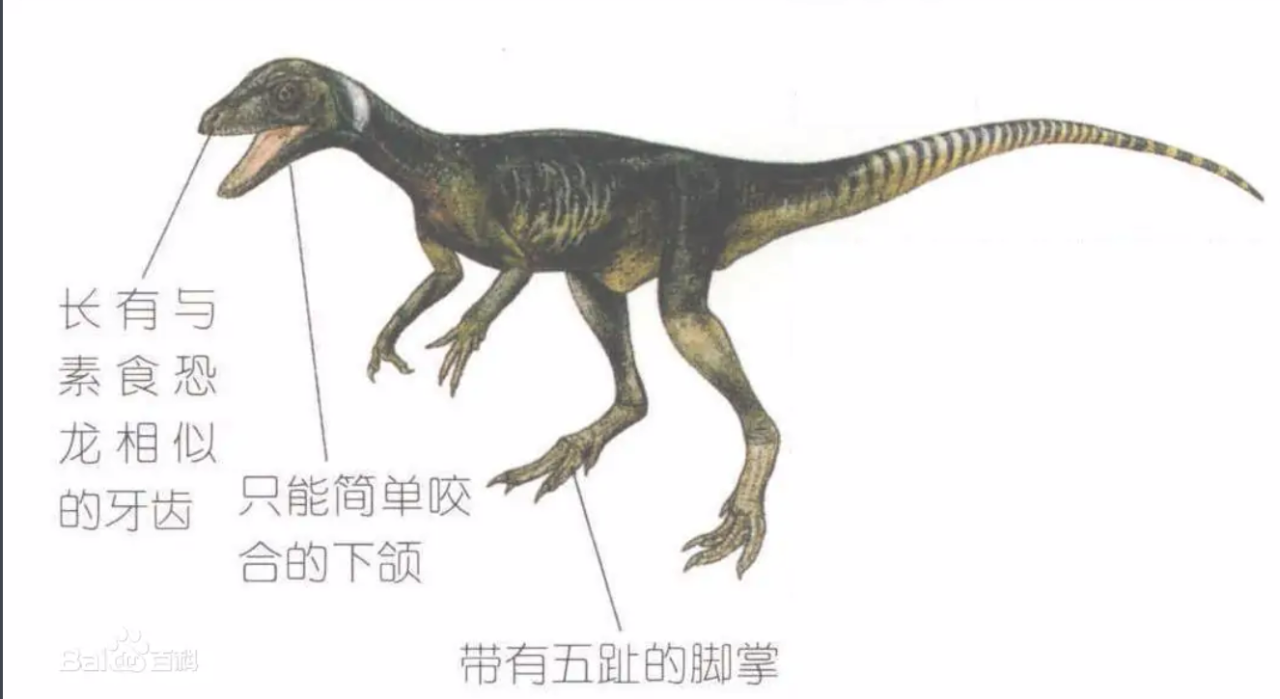 恐龙的祖先是什么（始盗龙介绍）-米圈号