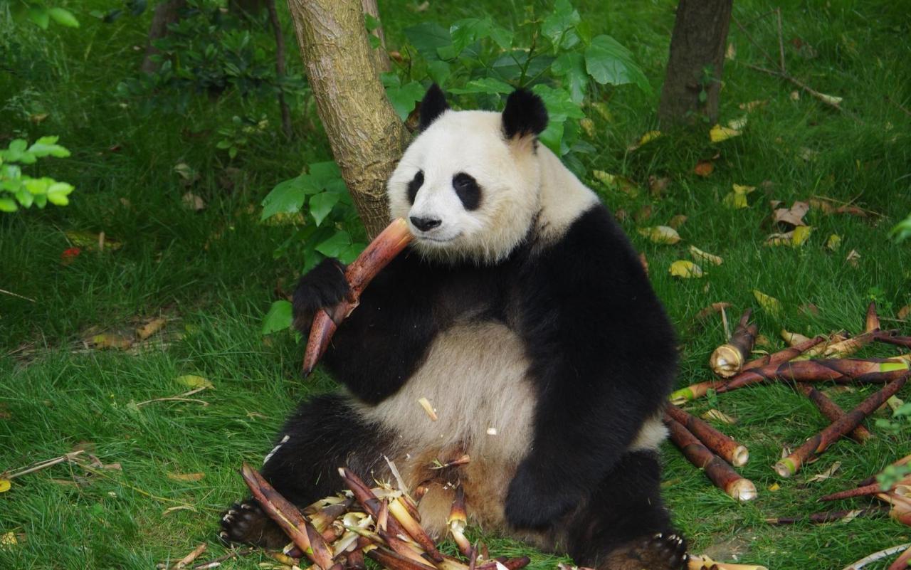 大熊猫的爱好有哪些-米圈号