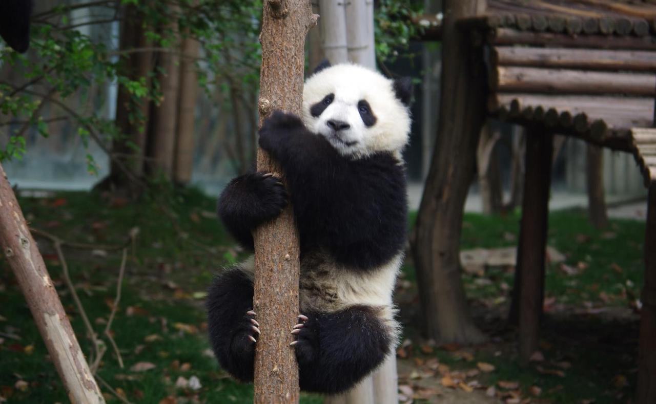大熊猫的爱好有哪些-米圈号