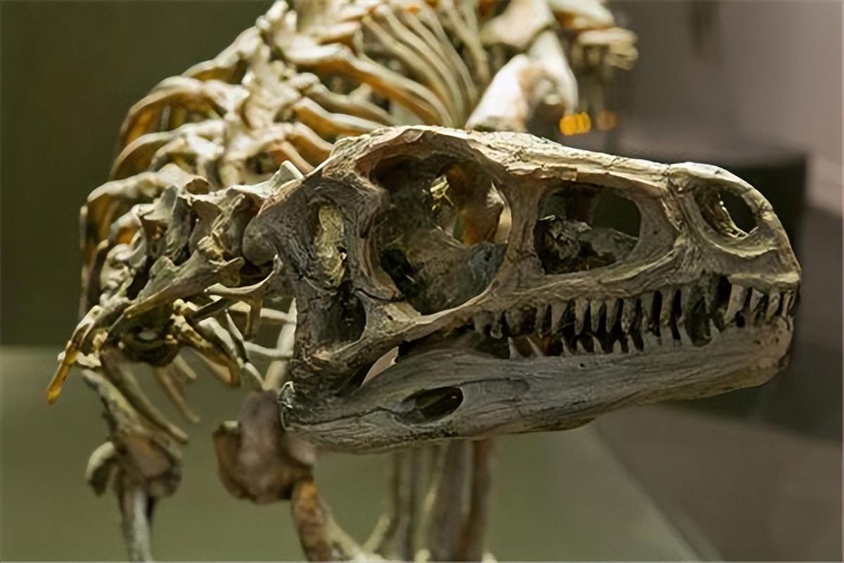 恐龙的祖先是什么（始盗龙介绍）-米圈号