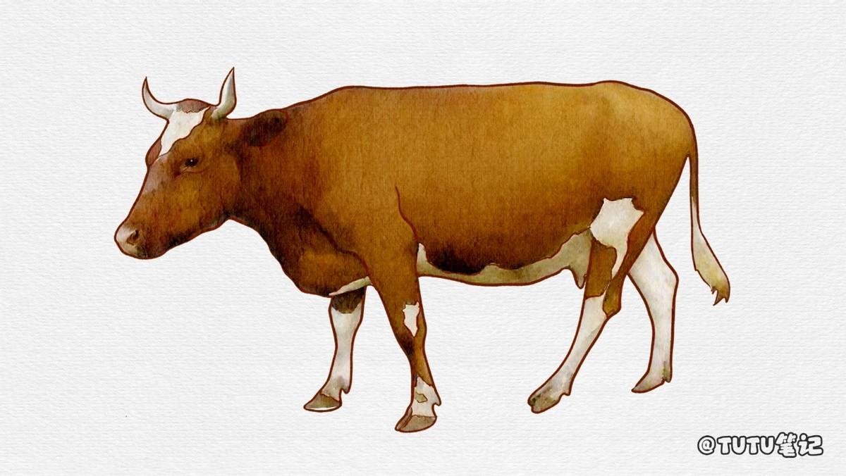 菲力牛排是牛的哪个部位，与牛有关的食品有哪些-米圈号
