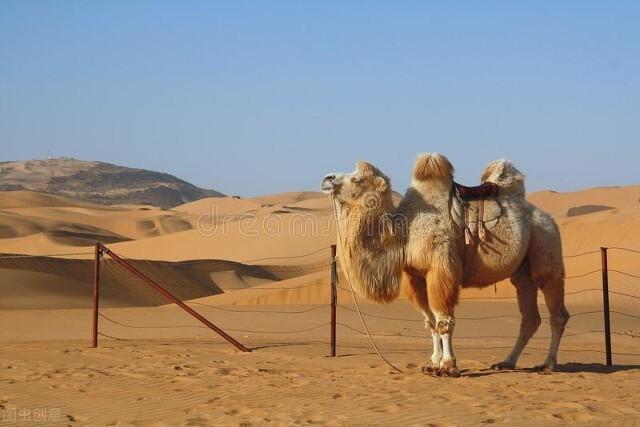 骆驼的驼峰里面主要储存的是什么（骆驼的驼峰有什么用处）-米圈号