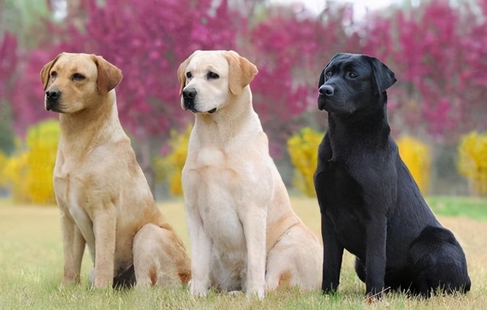 最受欢迎的狗狗品种排行榜（最受国人喜爱的十种狗狗）-米圈号